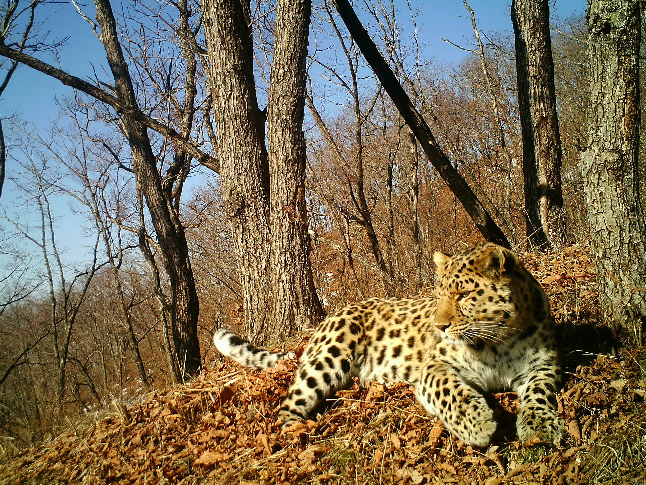 Critically endangered Amur leopard faces new threat Cornell
